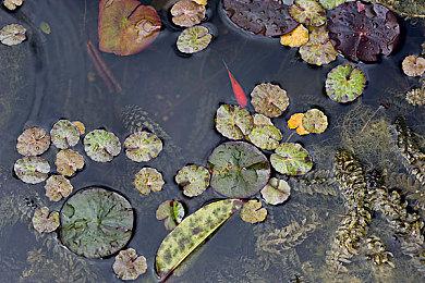 《全面战争：战锤3》免费DLC 哈拉德·铁锤风暴预告